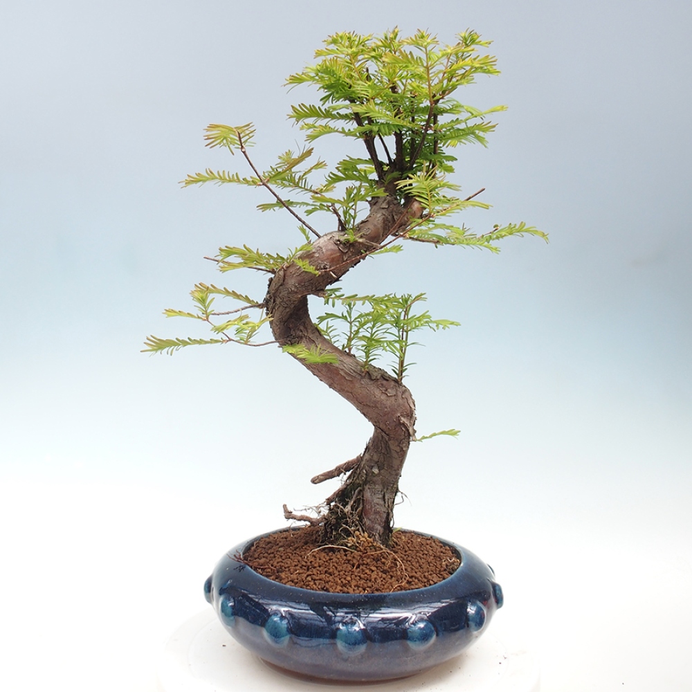 Bonsai im Freien - Metasequoia glyptostroboides - Chinesischer Metasequoia