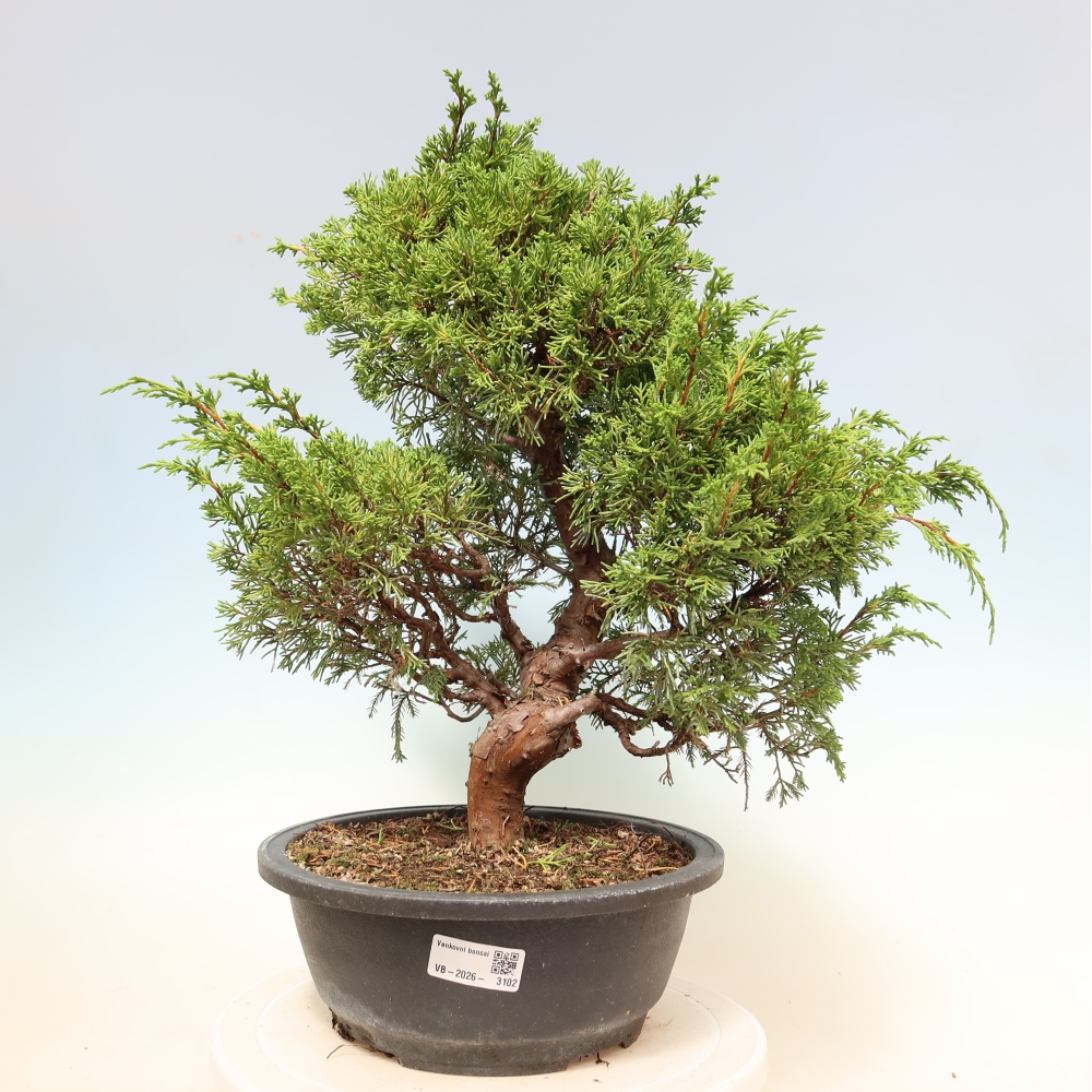 Bonsai für draußen - Juniperus chinensis Itoigawa-Juniperus chinensis