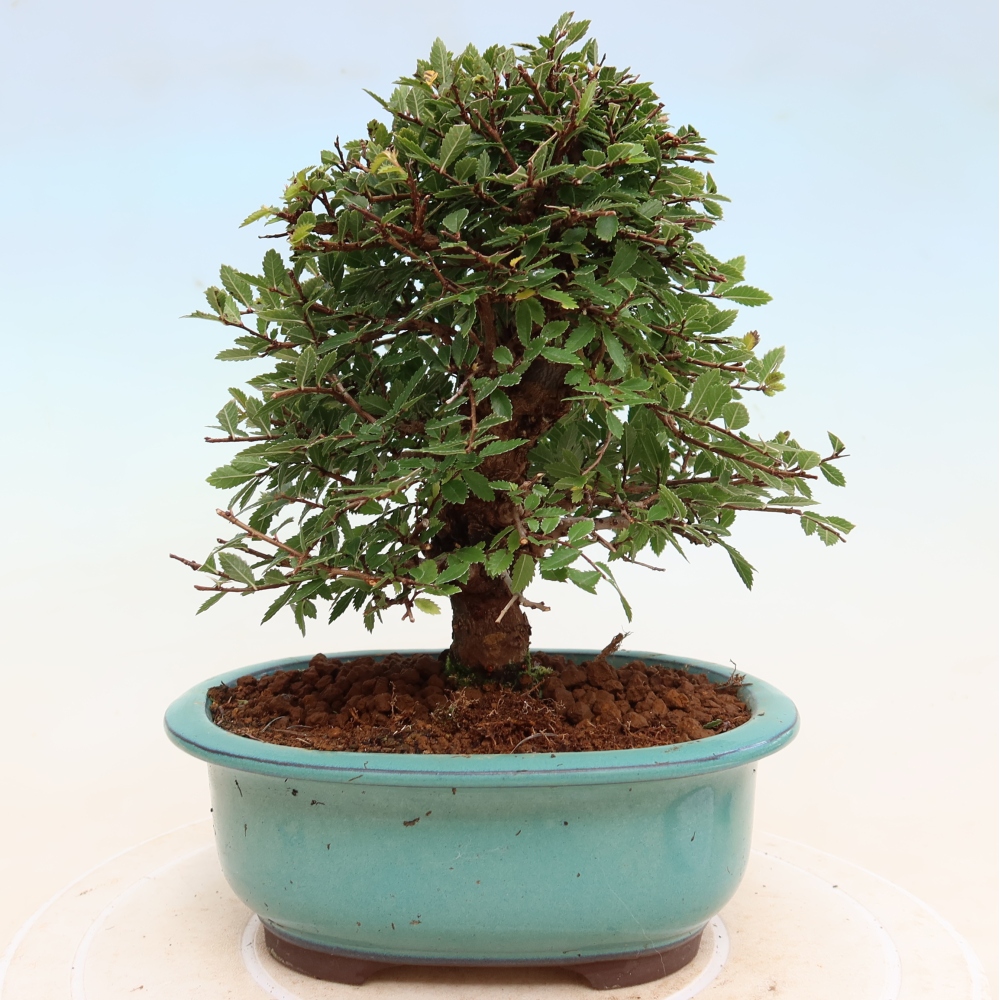 Bonsai für draußen - Zelkova - Zelkova NIRE