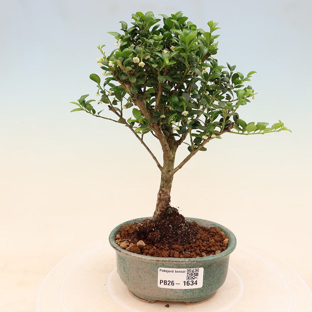 Zimmer Bonsai - Ilex crenata - Stechpalme