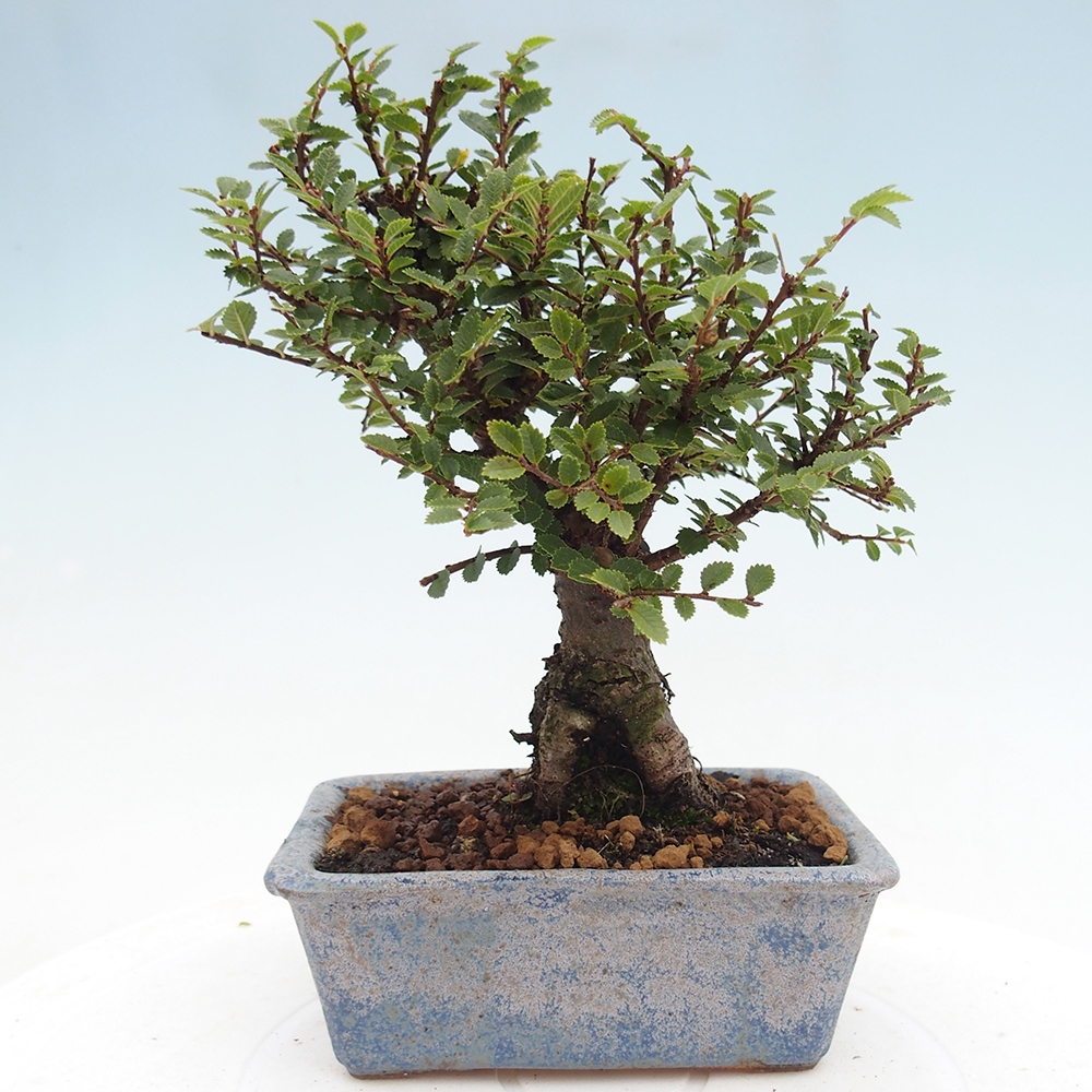 Bonsai im Freien - Ulmus parvifolia Hokkaido - Chinesische Ulme