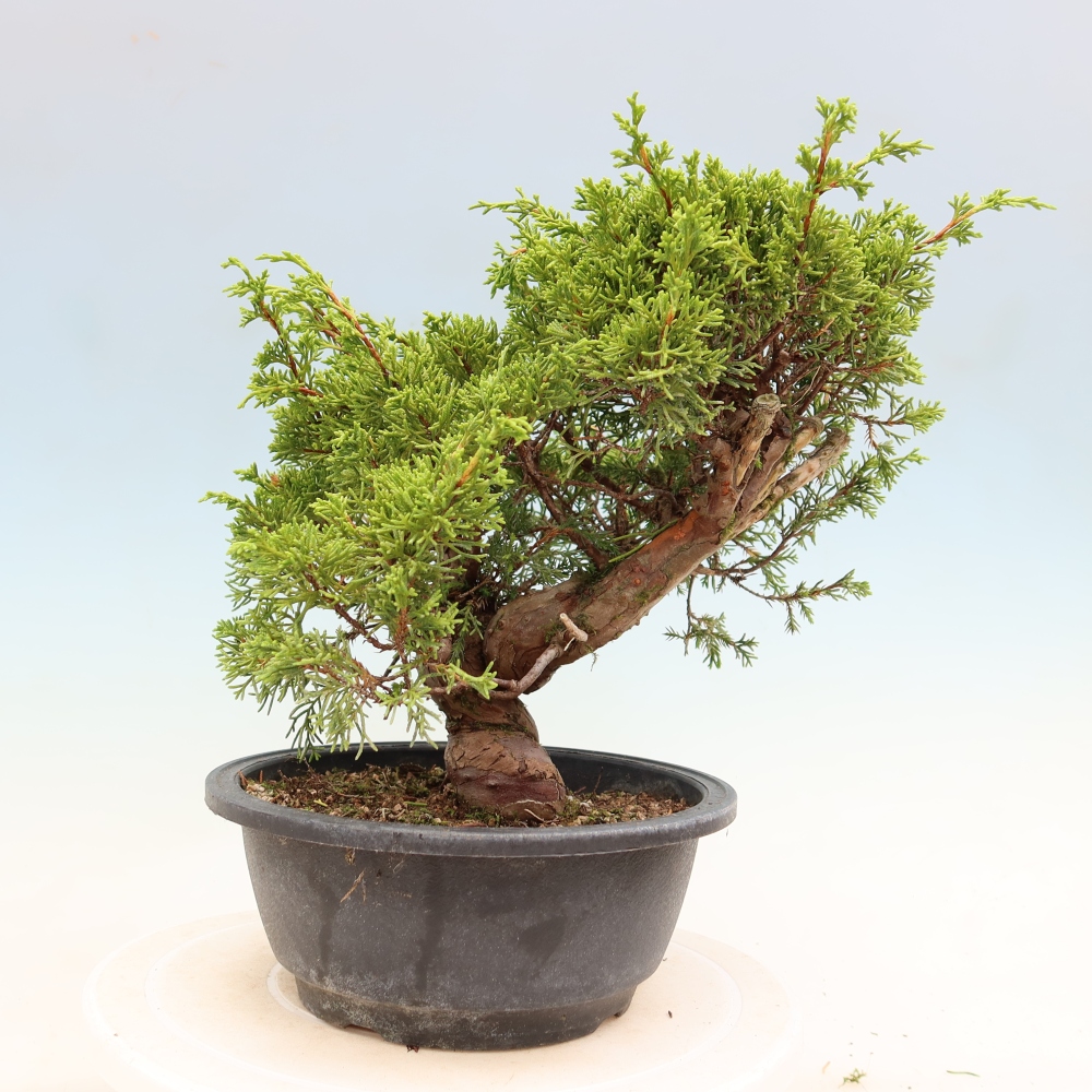 Bonsai für draußen - Juniperus chinensis Itoigawa-Juniperus chinensis