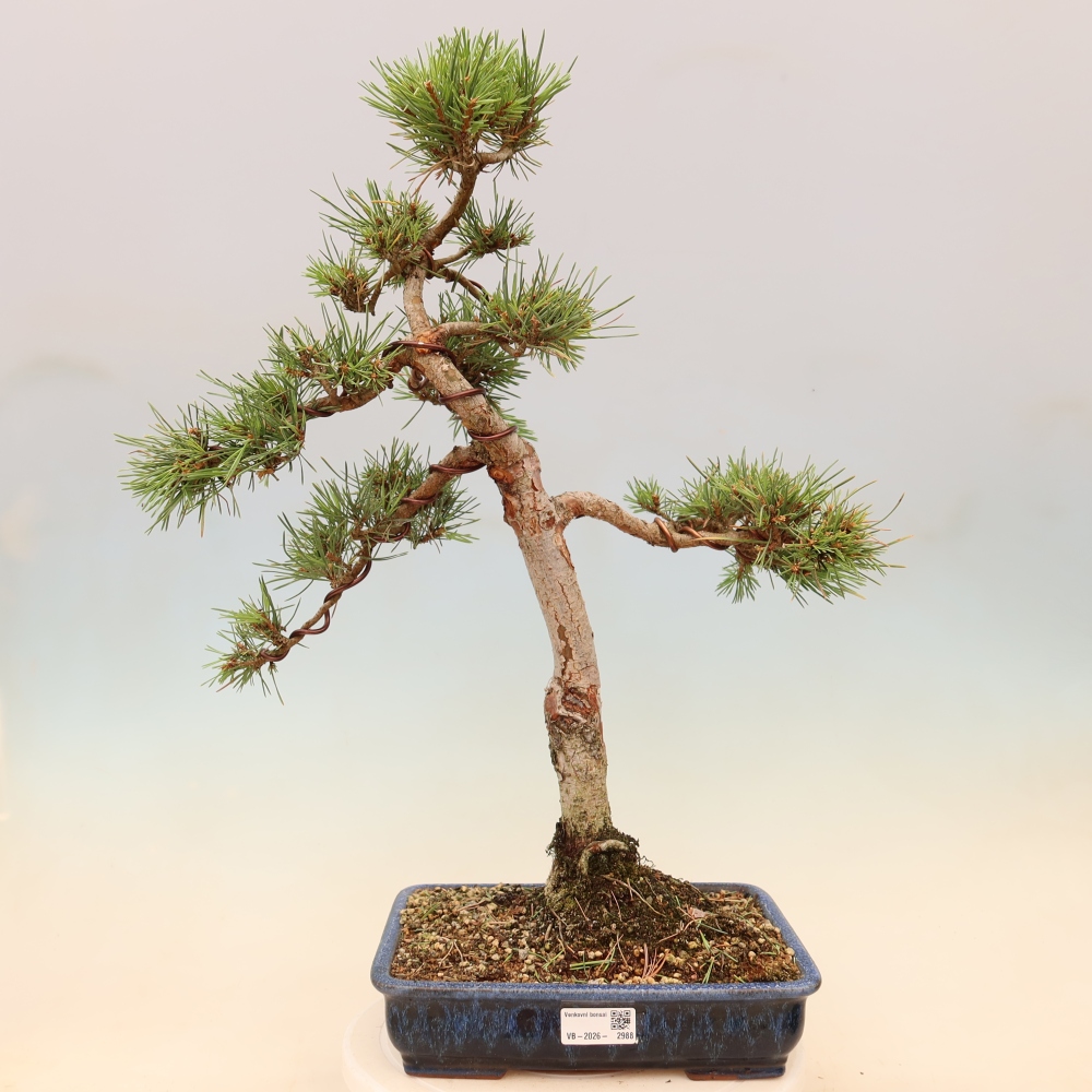 Bonsai für draußen - Pinus Sylvestris Watererri - Waldkiefer