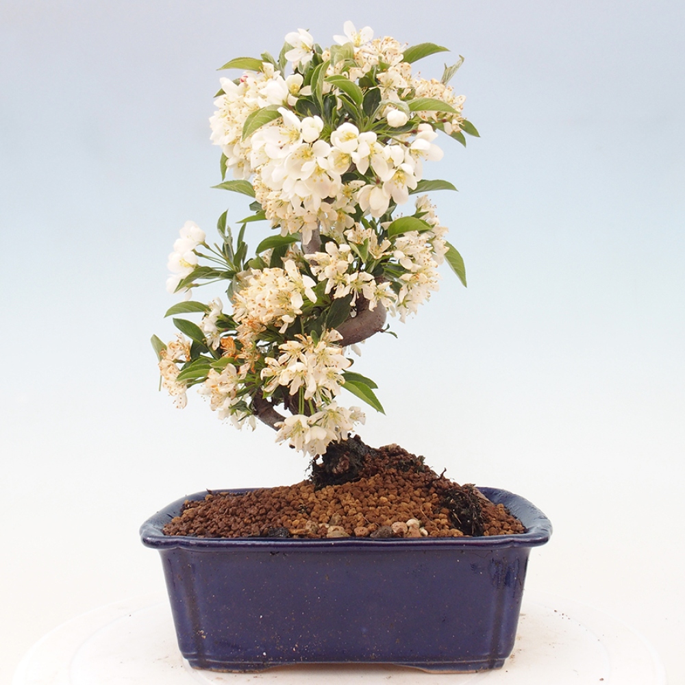 Freilandbonsai - Malus sargentii - Kleinfruchtiger Apfelbaum