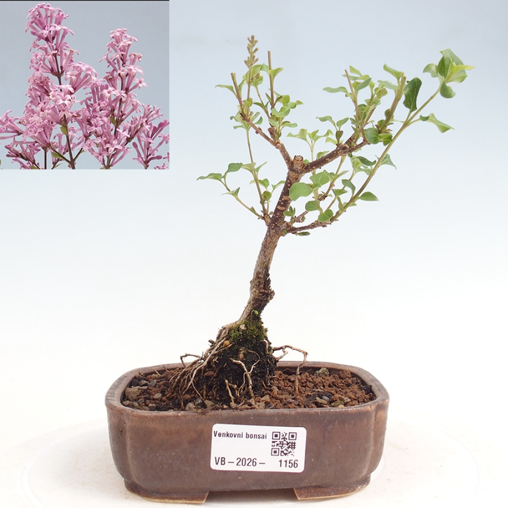Bonsai für draußen - Syringa Meyeri Palibin - Meyer's Flieder