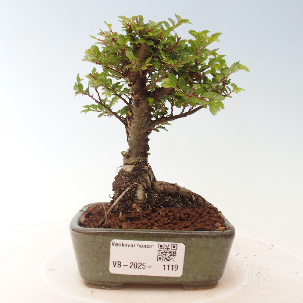 Bonsai im Freien - Ulmus parvifolia Sagei - Kleinblättrige Ulme
