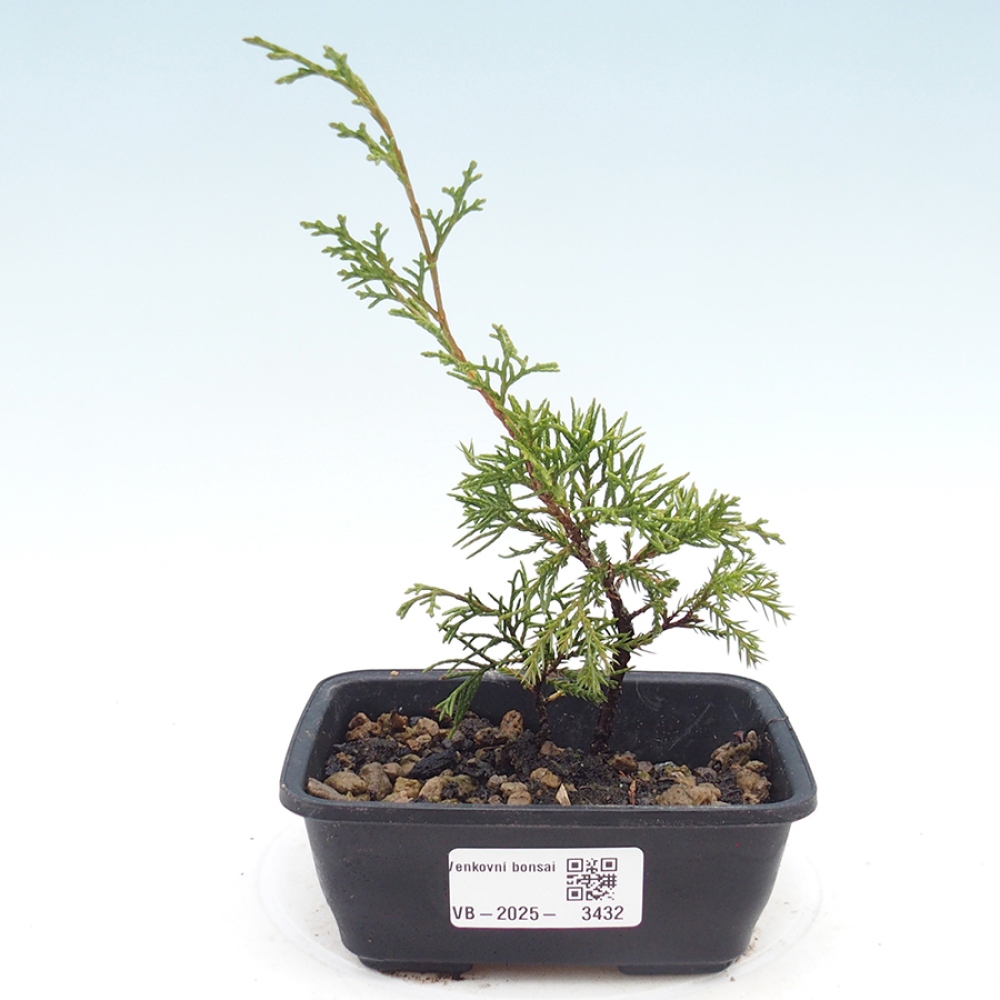 Outdoor bonsai - Juniperus chinensis Itoigawa - Chinese juniper