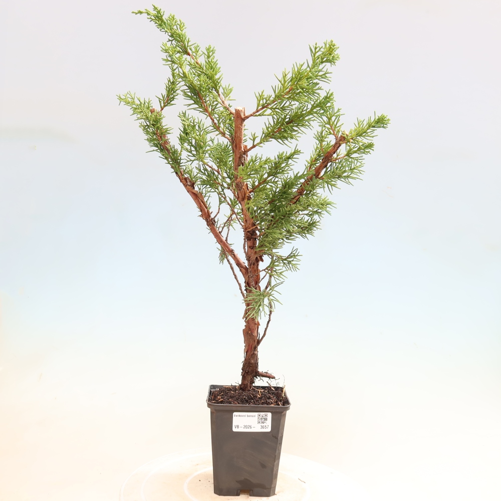 Bonsai für draußen - Juniperus chinensis Kishu