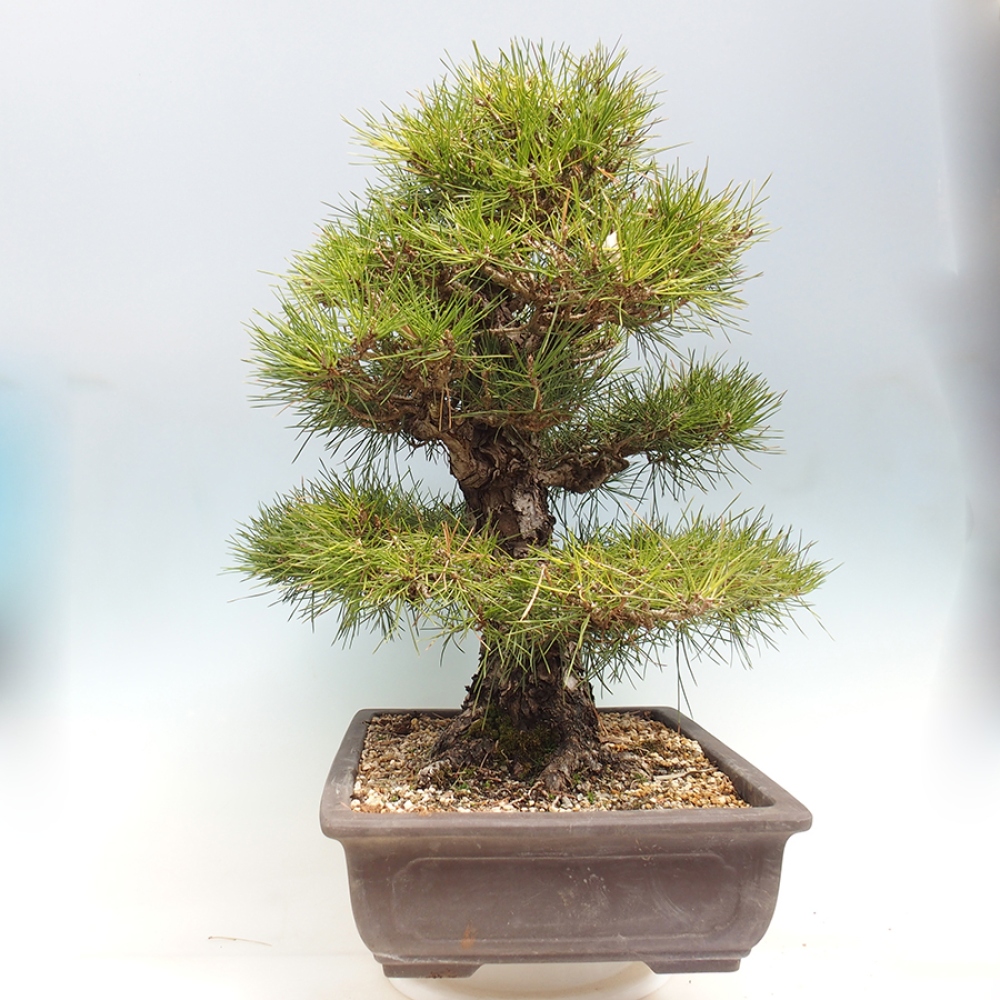Bonsai für draußen - Pinus thunbergii - Thunberg-Kiefer