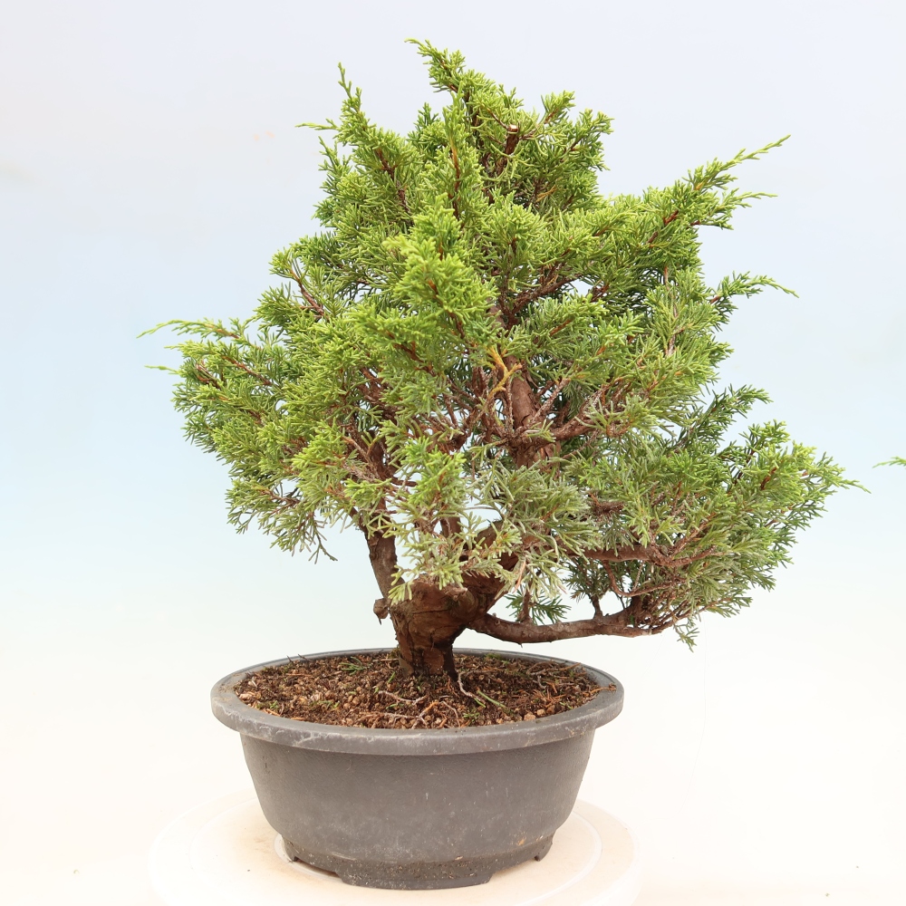 Bonsai für draußen - Juniperus chinensis Itoigawa-Juniperus chinensis