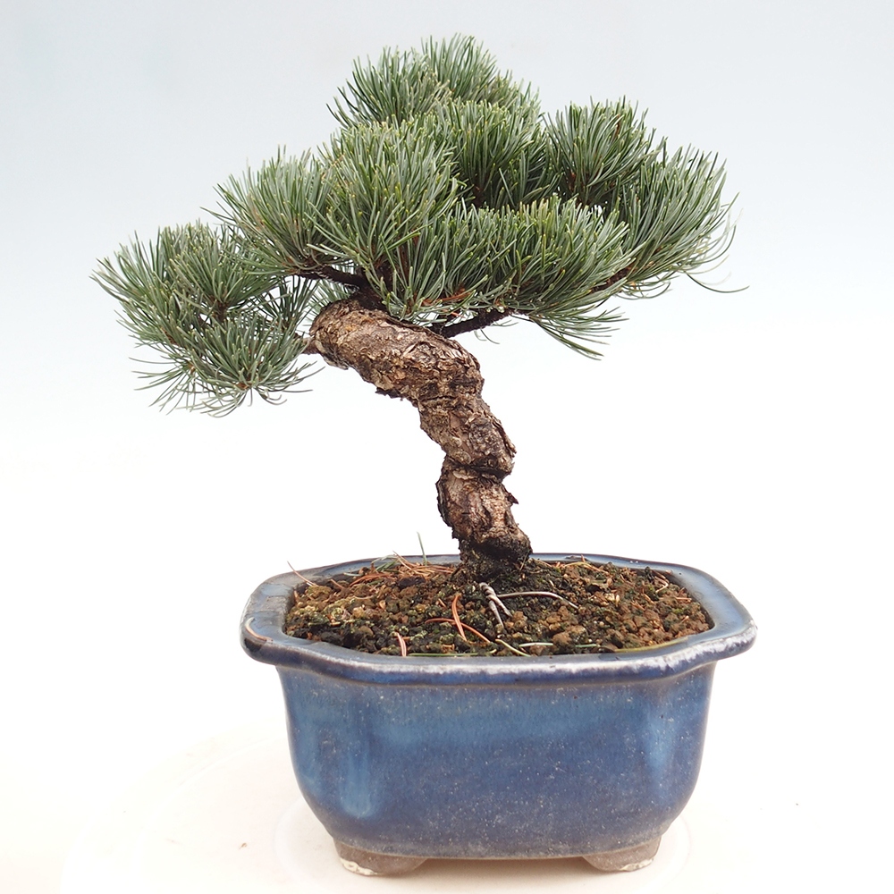 Bonsai im Freien - Pinus parviflora - kleine Kiefer