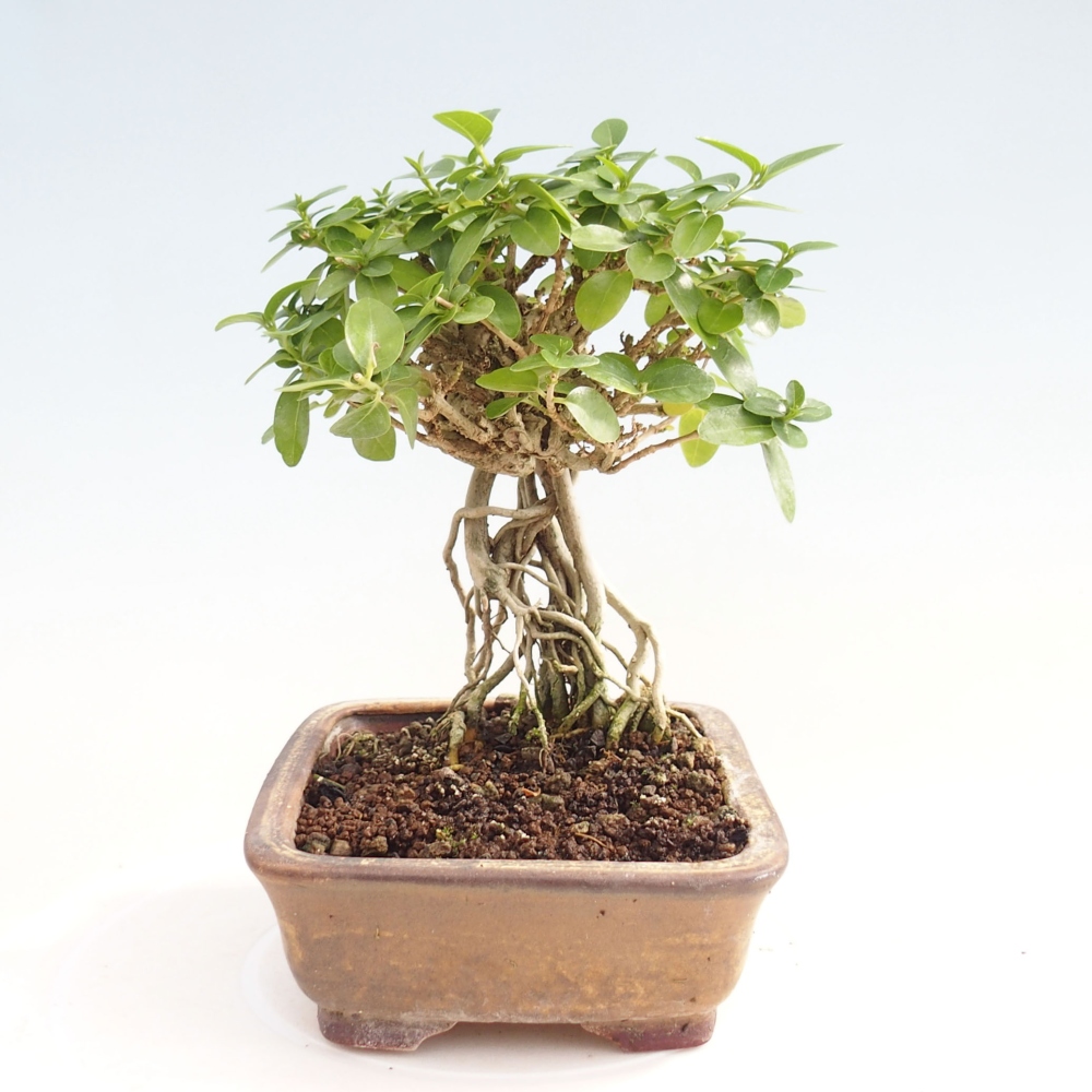 Zimmerbonsai - Premna serratifolia - Kozlovon kleinblättrig