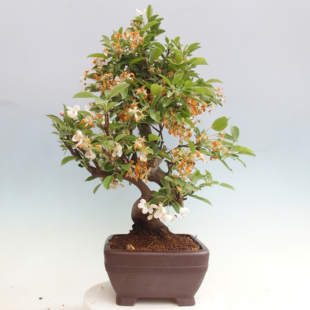 Bonsai im Freien - Malus halliana - Kleinfruchtiger Apfelbaum