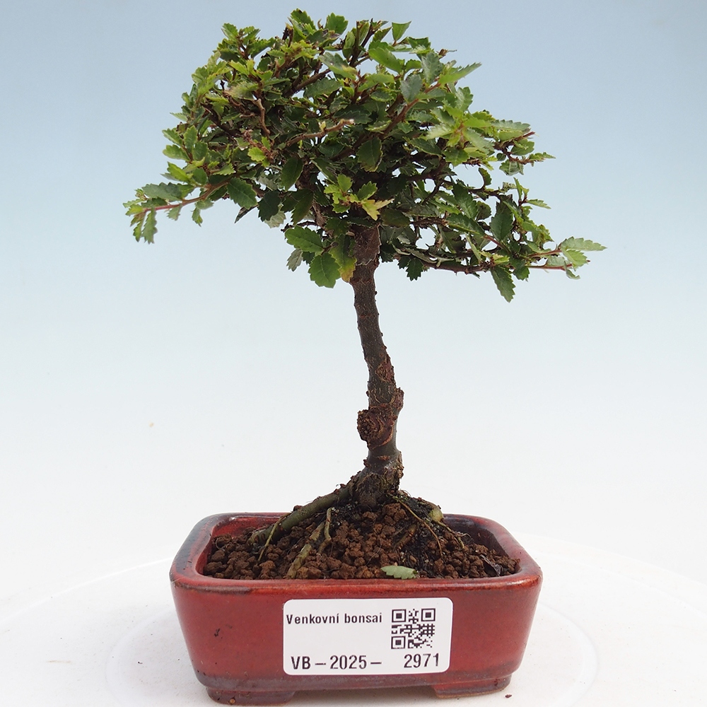 Bonsai im Freien - Ulmus parvifolia Sagei - Kleinblättrige Ulme