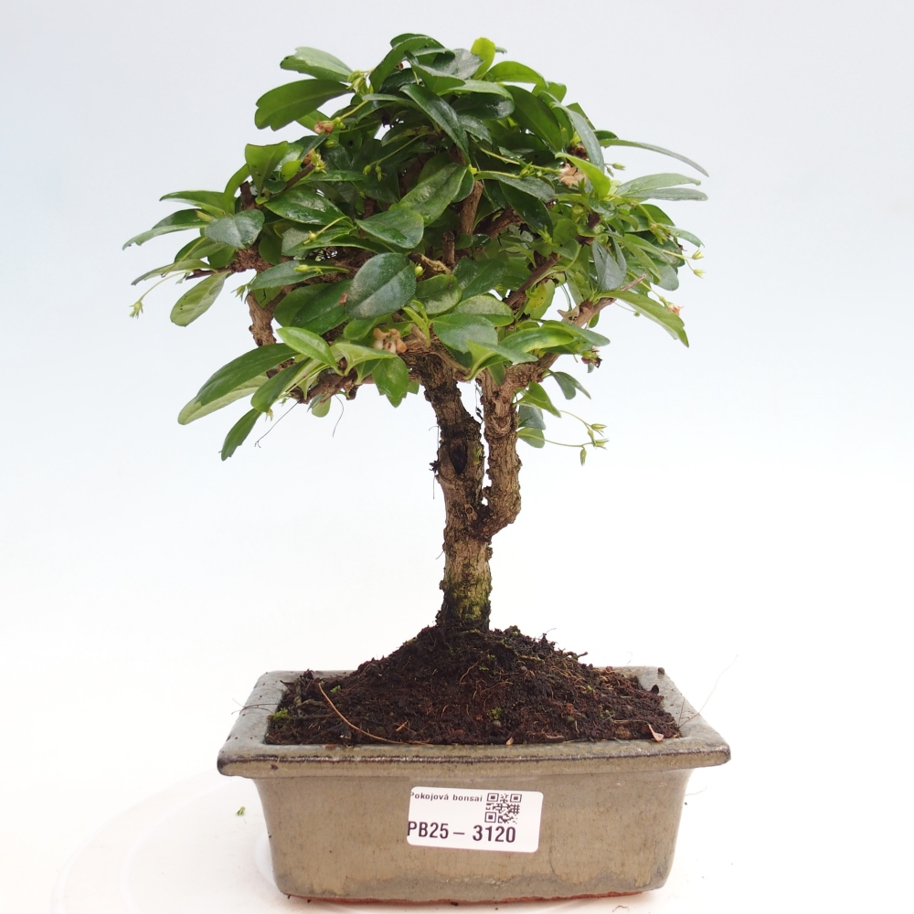 Zimmerbonsai - Carmona Macrophylla - Fuki-Tee