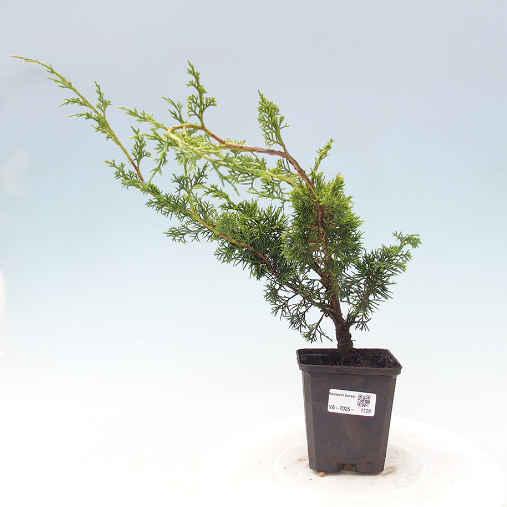 Bonsai für draußen - Juniperus chinensis Itoigawa