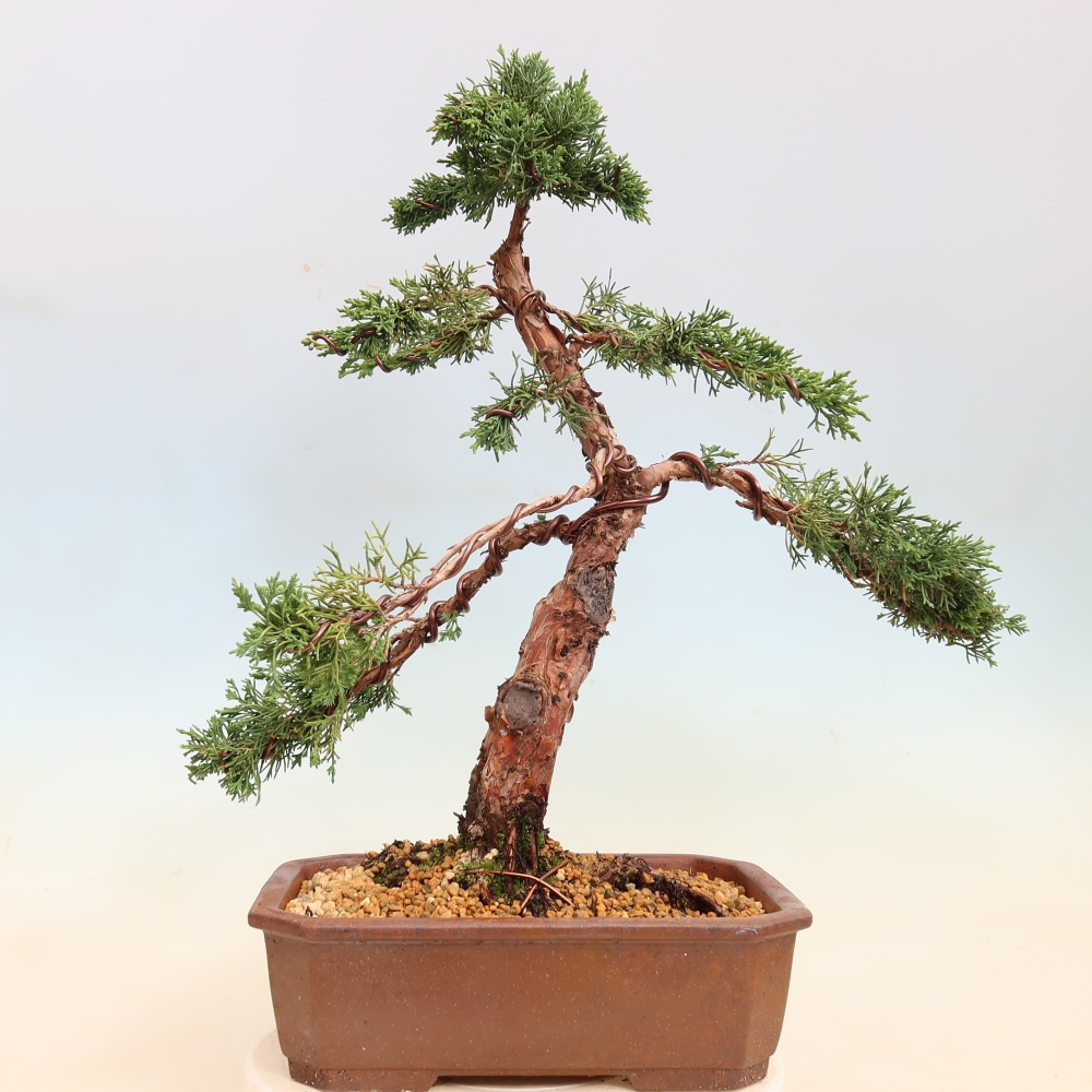 Bonsai für draußen - Juniperus chinensis Kishu