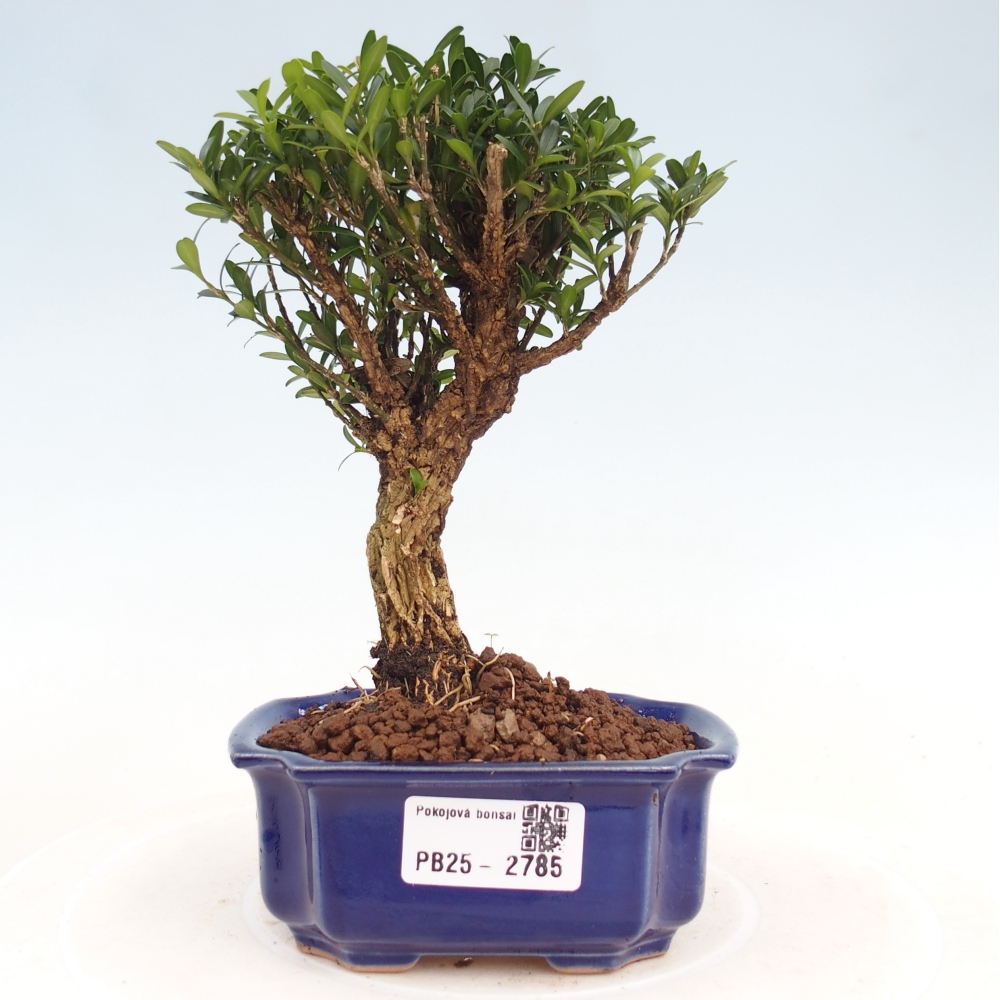 Zimmer Bonsai - Buxus harlandii - Kork Buchsbaum