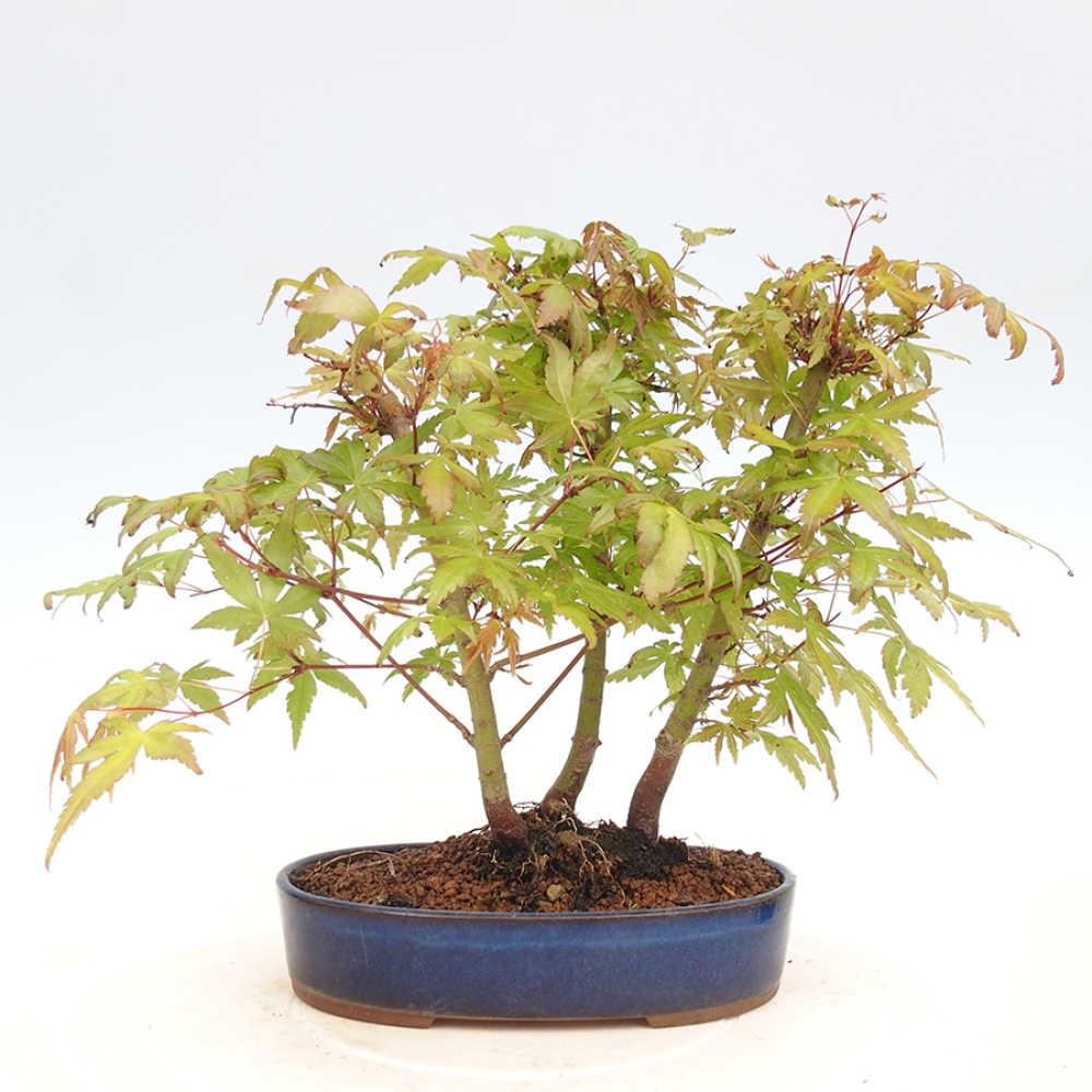 Bonsai im Freien - Acer palmatum - Auburn Ahorn