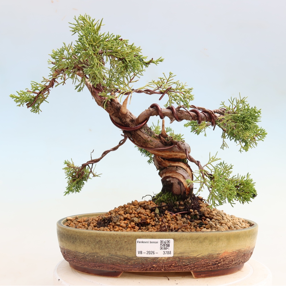 Bonsai für draußen - Juniperus chinensis Itoigawa-Juniperus chinensis