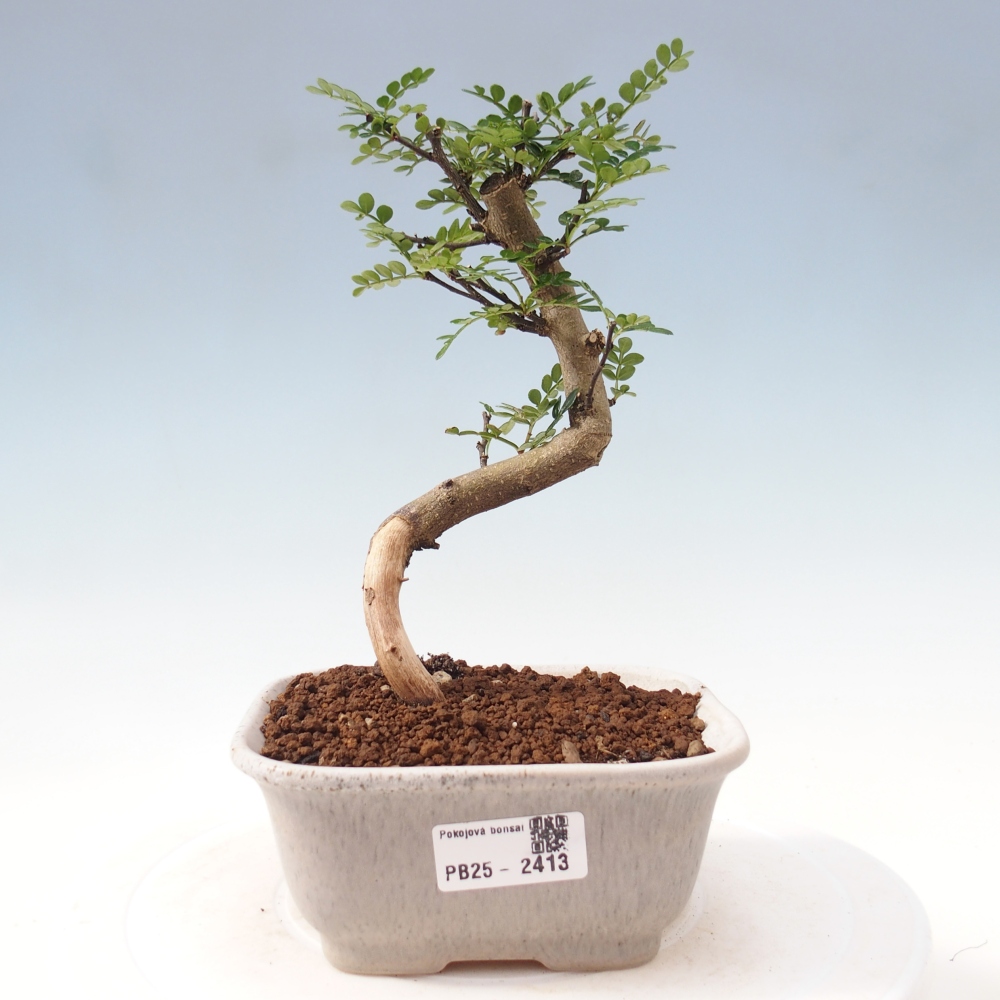 Zimmerbonsai - Zantoxylum piperitum - Pfefferminze