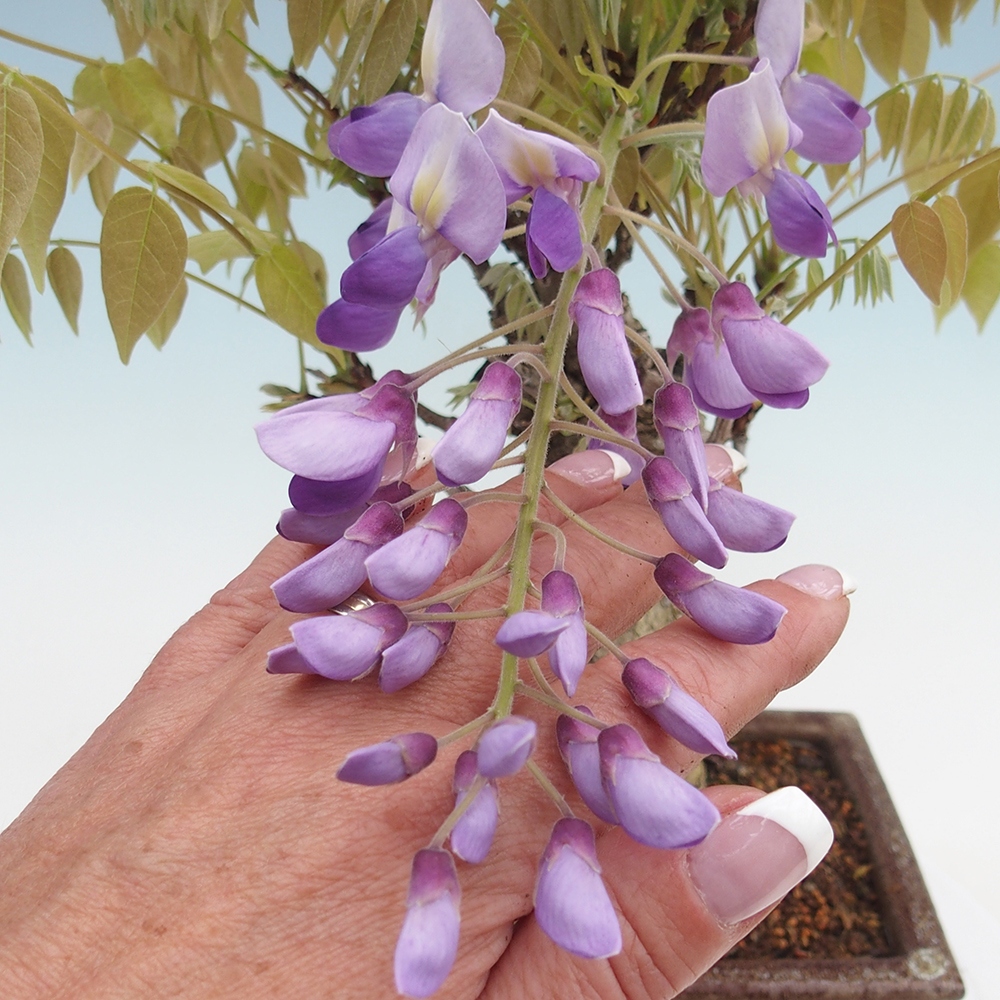 Bonsai im Freien - Wisteria floribunda - Wisteria floribunda