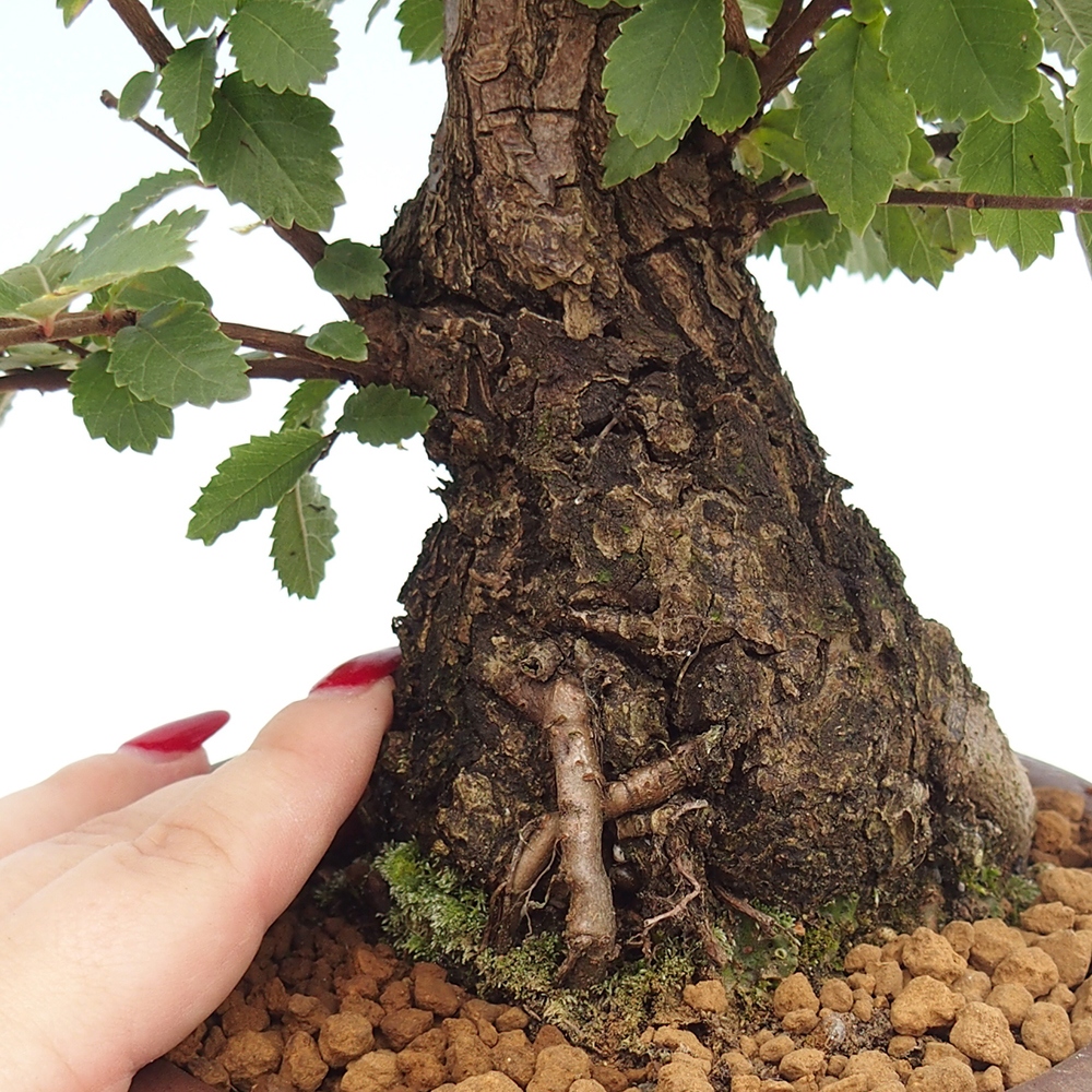 Bonsai für draußen - Zelkova - Zelkova NIRE