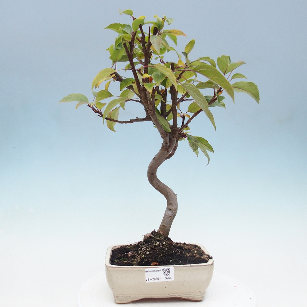 Bonsai im Freien - Malus halliana - Kleinfruchtiger Apfelbaum