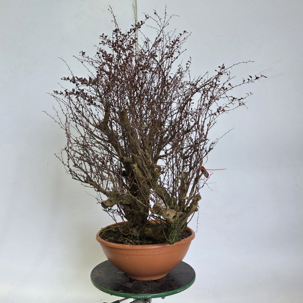 Bonsai für draußen - Berberitze - Berberis thunbergii atropurpurea