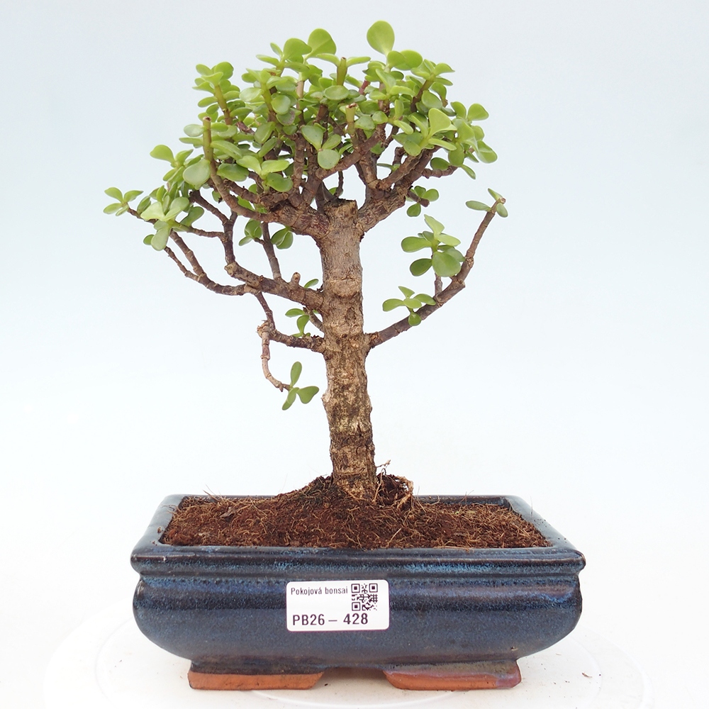 Zimmer Bonsai - Portulakaria Afra - Tlustice