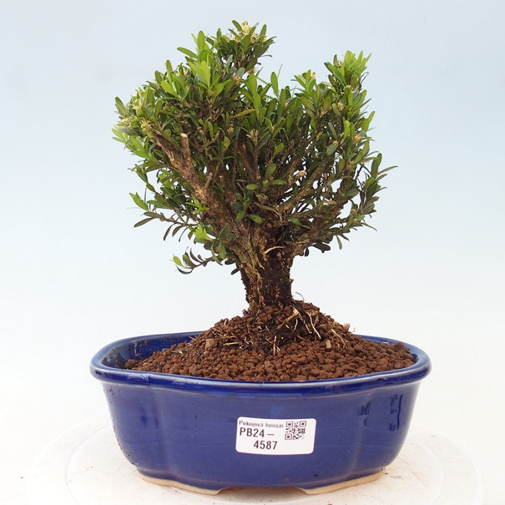 Zimmerbonsai - Buxus harlandii - Korkbuchsbaum