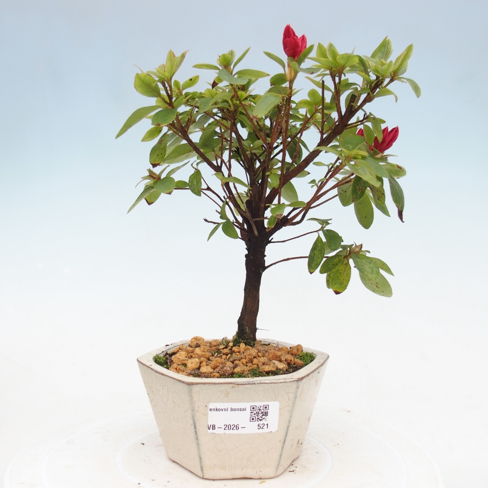 Bonsai für draußen - Japanische Azalee - Azalea sp.