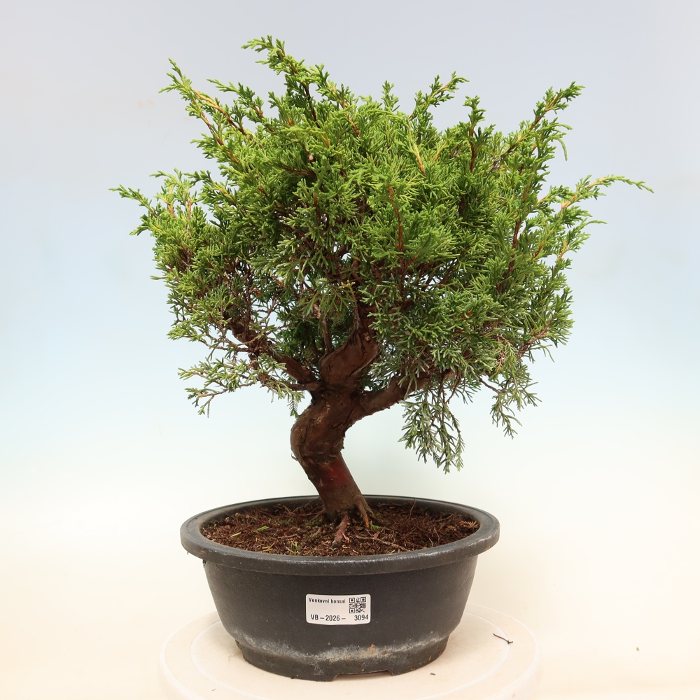 Bonsai für draußen - Juniperus chinensis Itoigawa-Juniperus chinensis