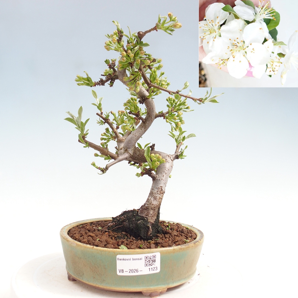 Outdoor Bonsai - Malus sargentii - Kleinfrüchtiger Apfelbaum
