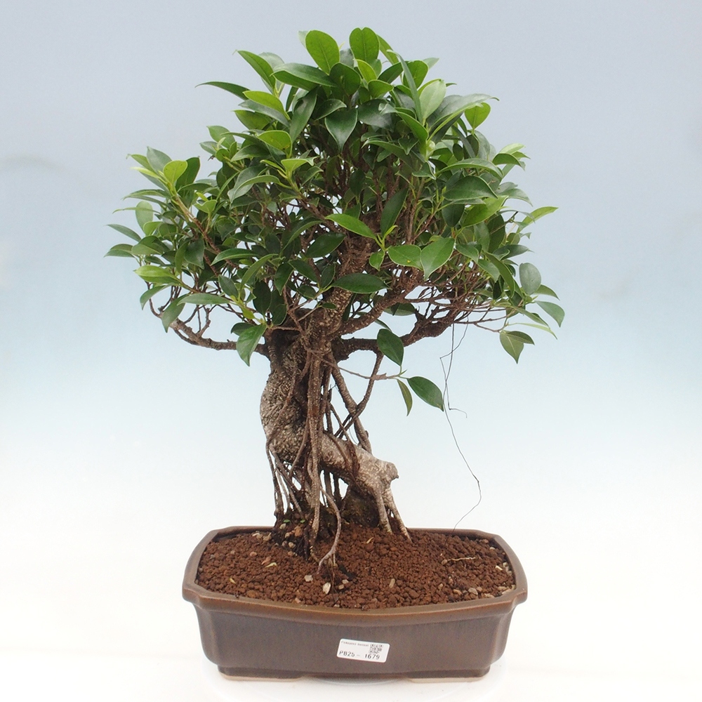 Zimmerbonsai - Ficus kimmen - kleinblättriger Ficus