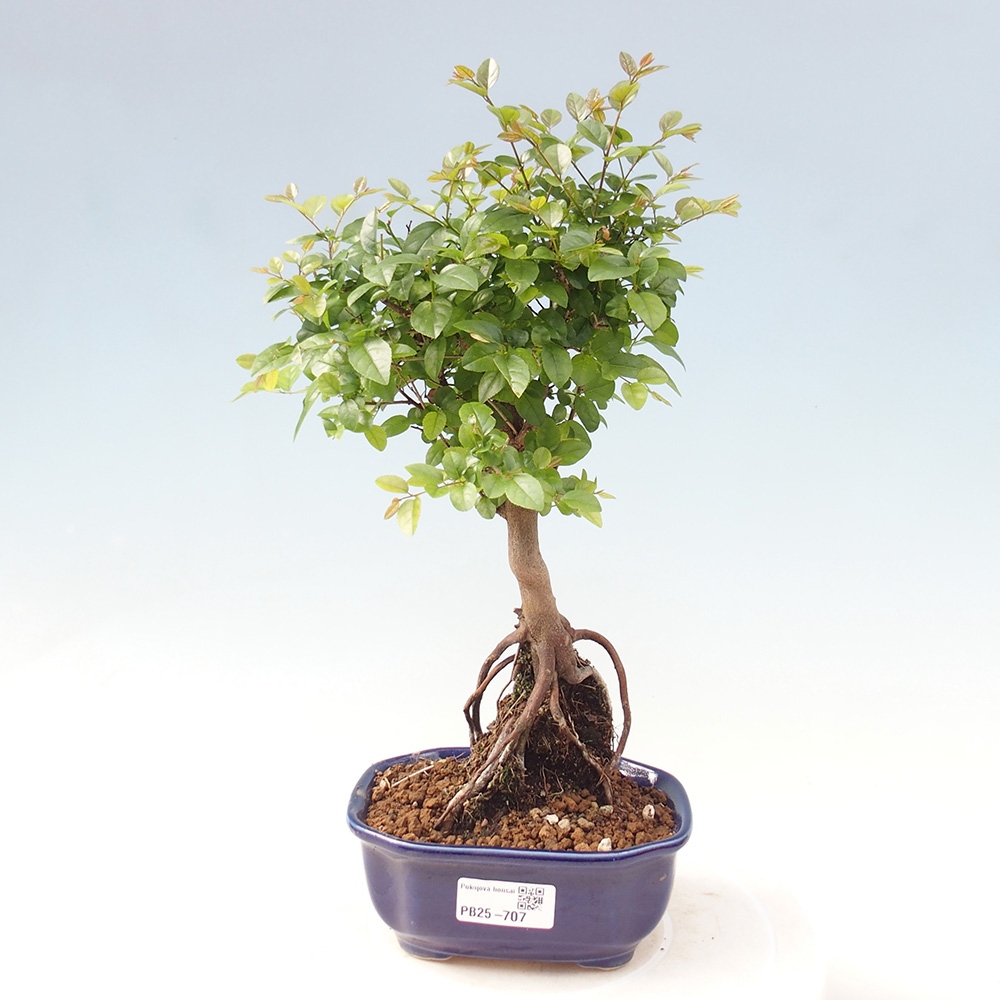 Innenbonsai - Sagerécie Thea - Sagerécie Thea