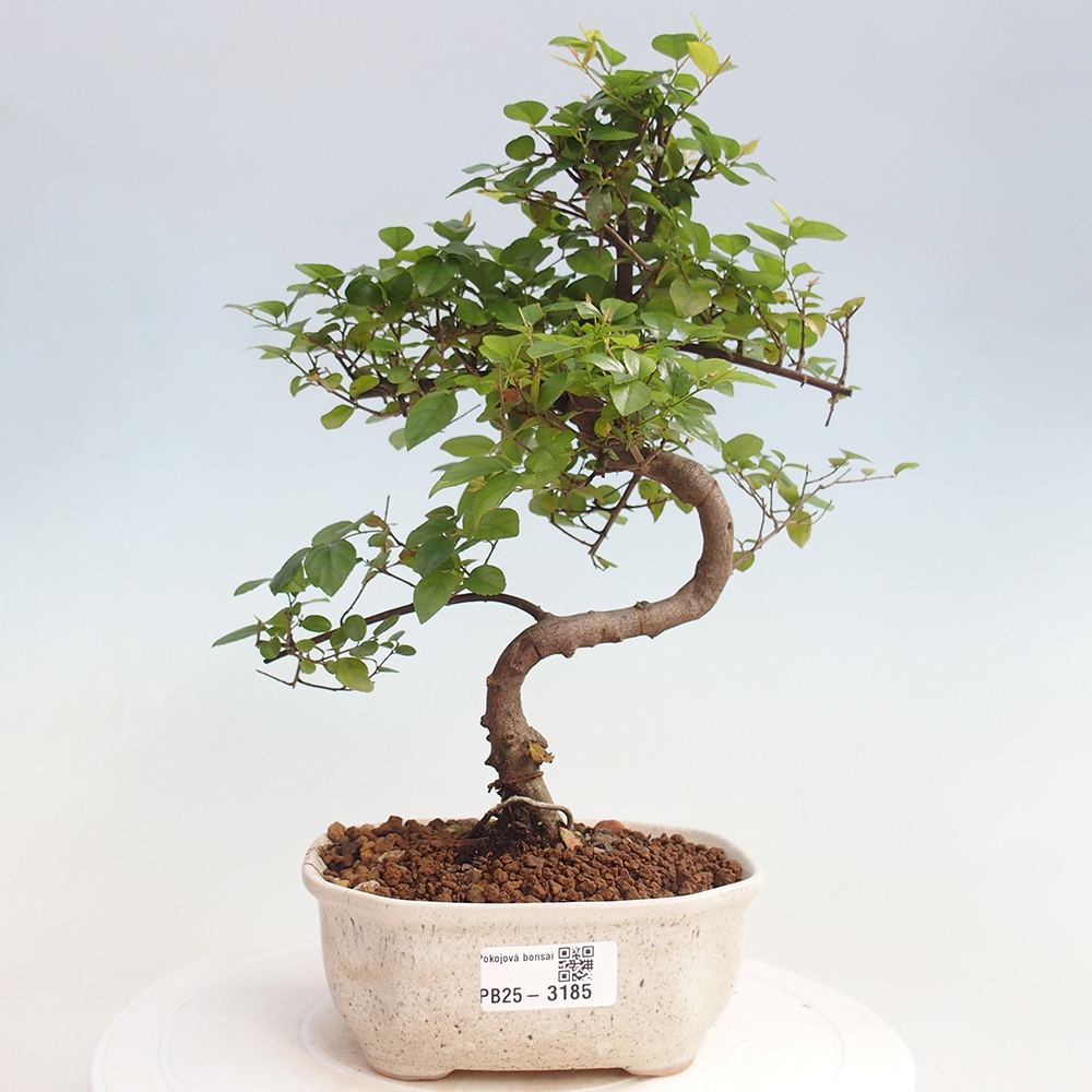 Zimmerbonsai - Sagerécie thea - Sagerécie thea