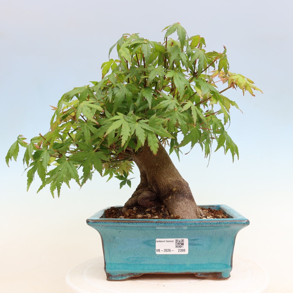 Bonsai für draußen - Ahorn Burger - Acer Burgerianum
