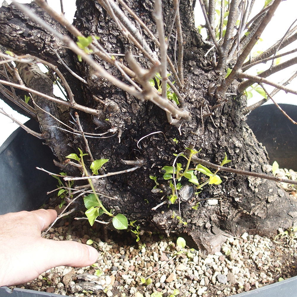 Outdoor Bonsai -Mahalebka - Prunus Mahaleb