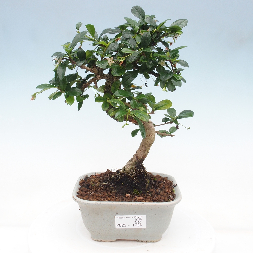 Zimmerbonsai - Carmona Macrophylla - Fuki-Tee