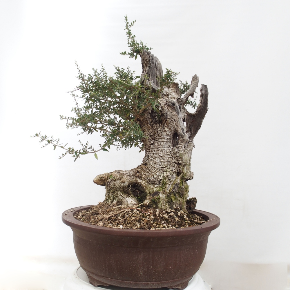 Indoor-Bonsai - Olea europaea sylvestris - Europäisches kleinblättriges Olivenöl