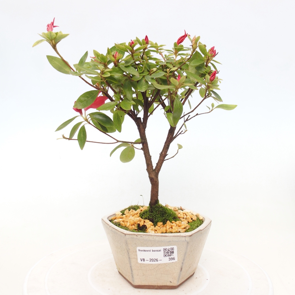 Bonsai für draußen - Japanische Azalee - Azalea sp.