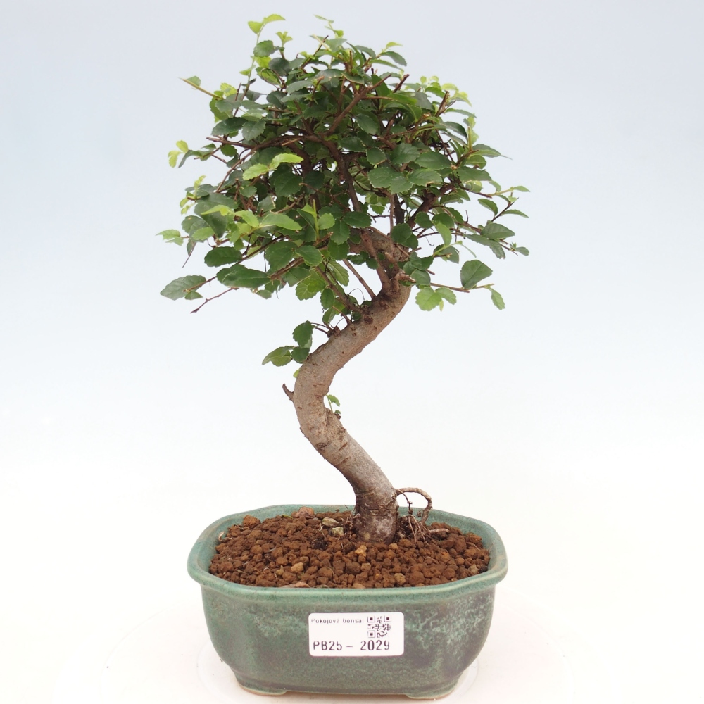 Zimmer Malolistý Ulme Bonsai