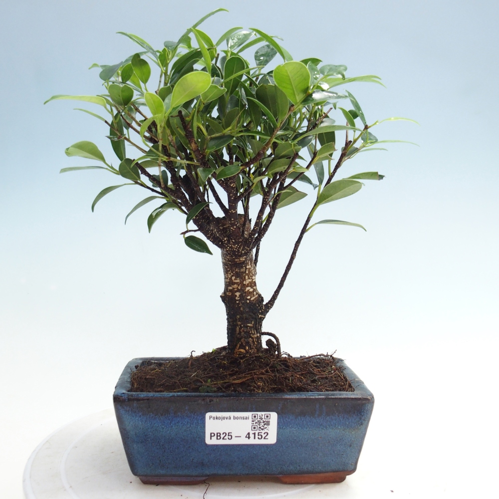 Zimmerbonsai - Ficus retusa - Kleinblättriger Ficus