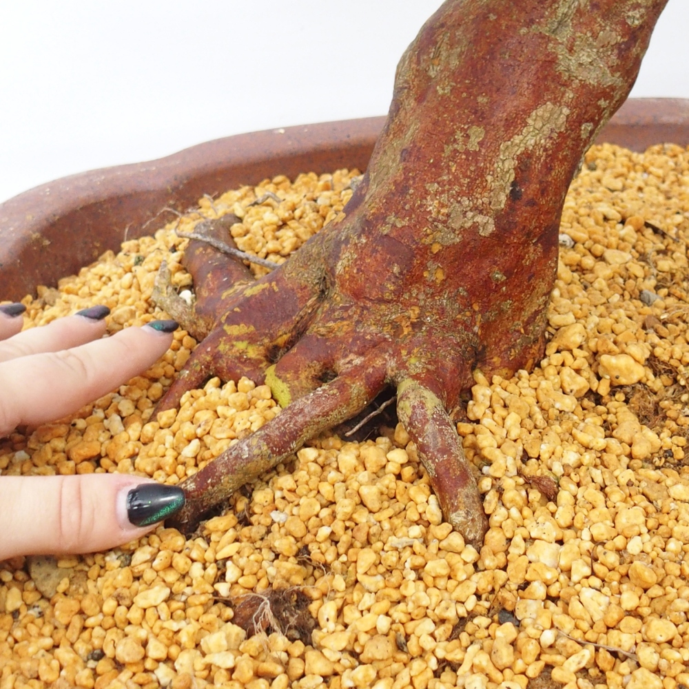 Bonsai für draußen - Japanische Azalee - Azalee Miyabihime