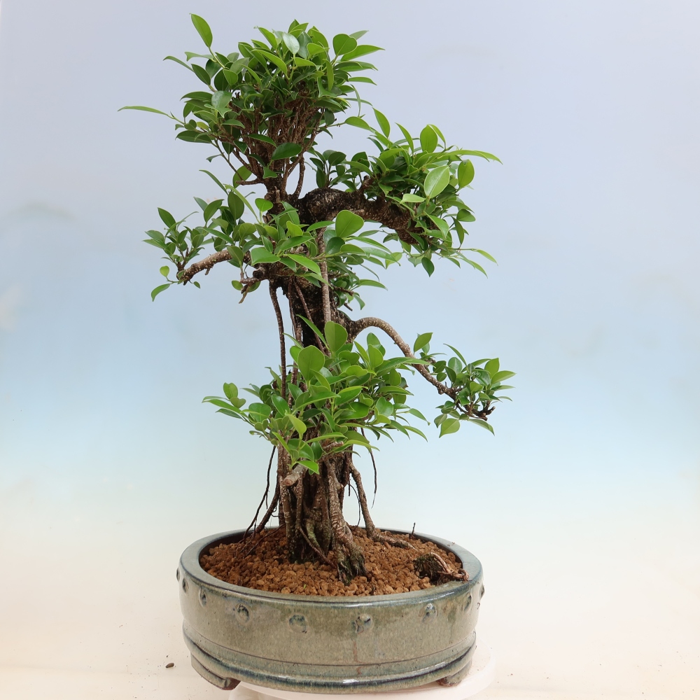 Zimmerbonsai - Ficus kimmen - Kleinblättriger Ficus