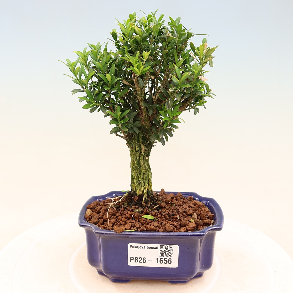 Zimmer Bonsai - Buxus harlandii - Korkbuxus