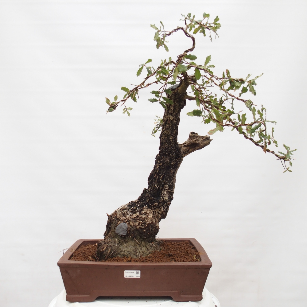 Yamadori - Quercus Ilex - Steineiche
