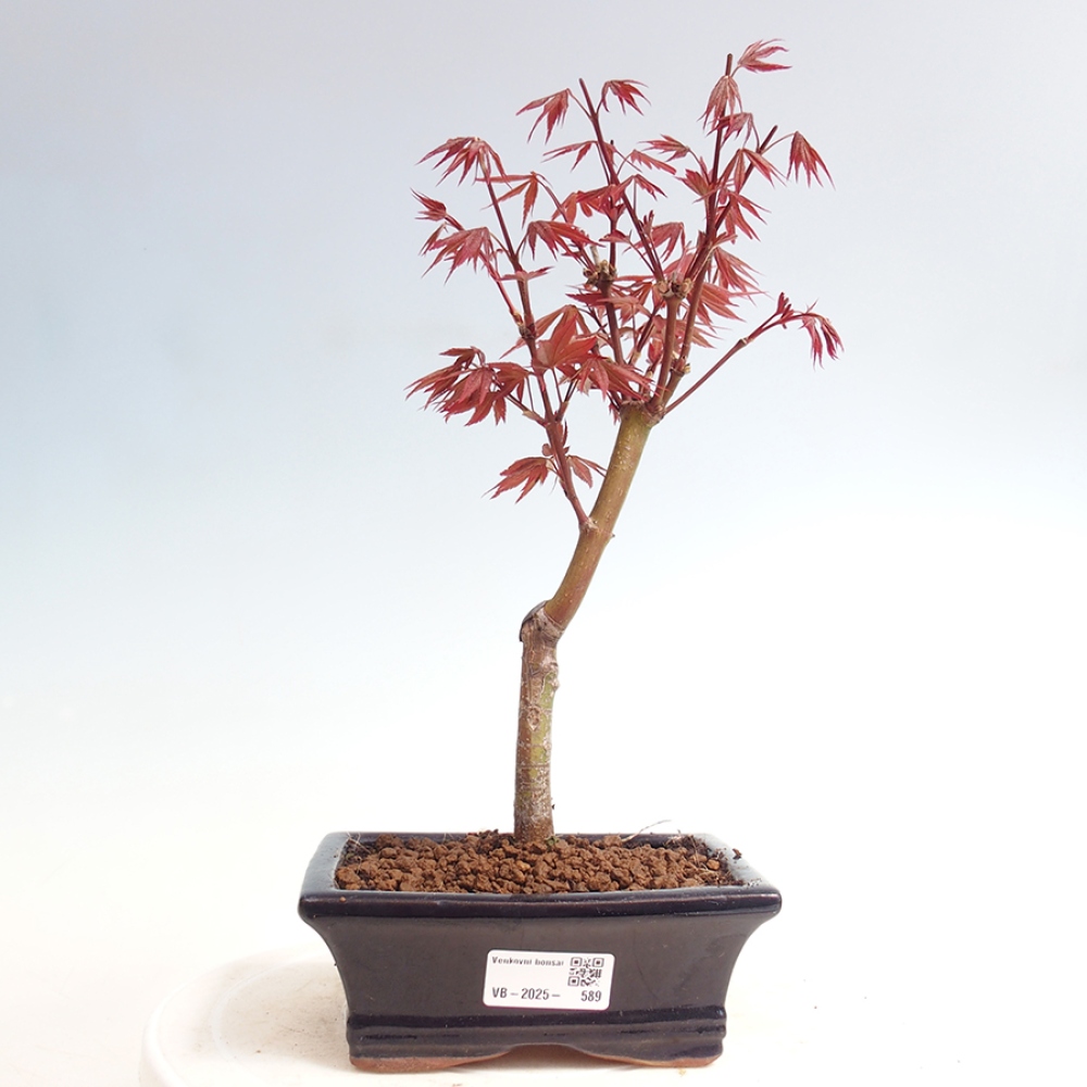 Bonsai im Freien - Acer-Palme. Atropurpureum-Palmenblatt-Ahorn