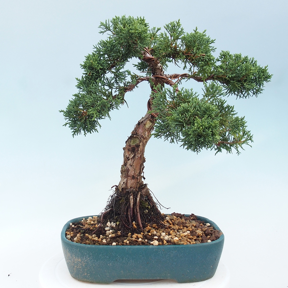 Outdoor-Bonsai - Juniperus chinensis Kishu - Chinesischer Wacholder